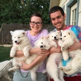 Samoyed Puppies from Pyles Of Smiles