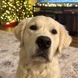 Golden Retriever Puppies from Fiddle In Gold Retrievers