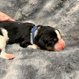 Gilbert - Black white and tan male English Springer Spaniel puppy in Battle Creek, Michigan from Eden Springer Spaniels