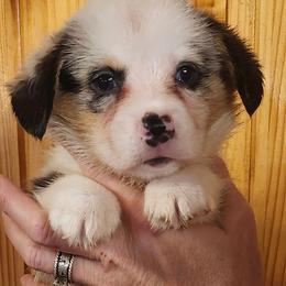 Foxy boy 2 - Blue merle and white male American Corgi puppy in Hampton, Tennessee from TC Farms Stock Dogs - Miniature Australian Shepherds