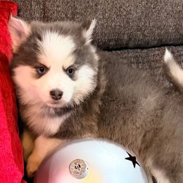 Rumor blue girl 2 - Blue female Pomsky puppy in Enid, Oklahoma from Mile Hi Pomskies