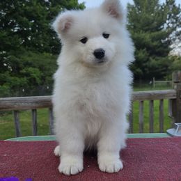 Purple girl - White female Samoyed puppy in Alma, Michigan from Limelight Samoyeds