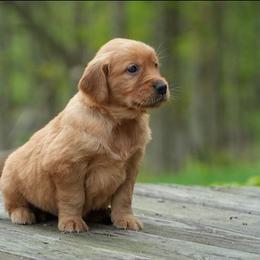Nessie - Dark golden female Golden Retriever puppy in Saint Joe, Indiana from Golden Acres Farm