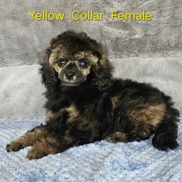 Yellow collar - Sable female Poodle puppy in Poplar Grove, Illinois from Awesome Paws