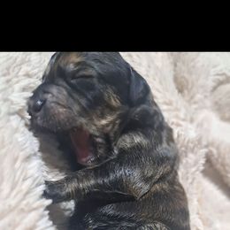 Axel - Chocolate merle male Bernedoodle puppy in Lafayette, Alabama from Williams Lake Doodles