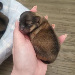 Marley - Orange sable female Pomeranian puppy in Saint Charles, Missouri from Bisous Pomeranians & Heartland Sh