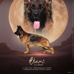 Onri - German Shepherd