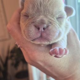 Charlie - Cream female French Bulldog puppy in Salina, Kansas from Peace Love frenchies