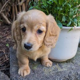 Dory - Red Dachshund puppy in Coeur D Alene, Idaho from Discovery Dachs