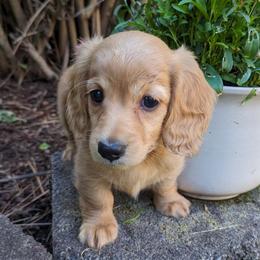 Dory - Red Dachshund puppy in Coeur D Alene, Idaho from Discovery Dachs