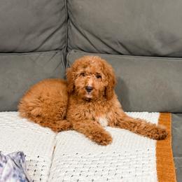 Blue collar mini boy - Red  male Goldendoodle puppy in Spokane, Washington from Dream Doodles in Spokane WA