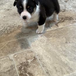 Pembroke Welsh Corgi Puppies from Courtlyn's Corgis
