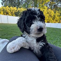 Maple - female Australian Mountain Doodle puppy in Sherrills Ford, North Carolina from Magnolia Grove Farms