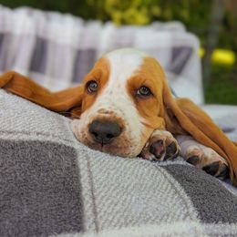 Basset Hound Puppies from For the Love of Long Ears AKC purebred Basset Hounds