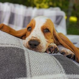 Basset Hound Puppies from For the Love of Long Ears AKC purebred Basset Hounds