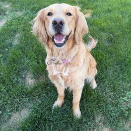 Nala - Golden Retriever