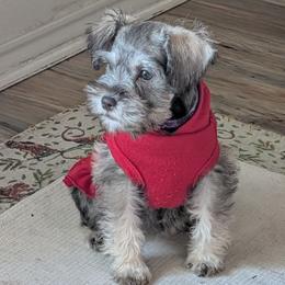 Miniature Schnauzer Puppies from Texas Dreams Mini Schnauzers