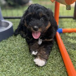 Aussiedoodle, Companion Cross, Poodle, and Yorkipoo Puppies from Teakwoodpoodleofsocal