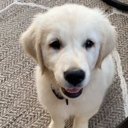 Golden Retriever Puppies from Autumn Lane Goldens