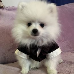 Mishka - White male Pomeranian puppy in St. Louis, Missouri from Saint Louis Pomeranian babies