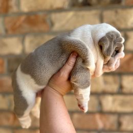 Girl 1 - Lilac tri-color female Bulldog puppy in Hernando, Mississippi from Blues City Bulldogs