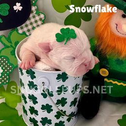 Snowflake - White female Bulldog puppy in Tremonton, Utah from Snuggle Pups