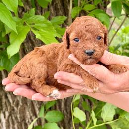 Nora - Red female Cavapoo puppy in Beresford, South Dakota from DAKOTA DOOD RANCH