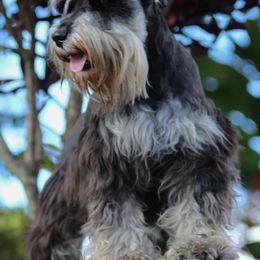 Miniature Schnauzers from Olympus Schnauzers