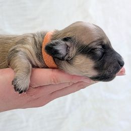 VIXEN - Cream female Dachshund puppy in Moscow, Idaho from Bailiwick of Gurnsey