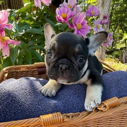 Green collar boy - Black and tan male French Bulldog puppy in Golden, Missouri from Baxa Frenchie’s