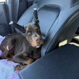 Elana - Red and rust female Doberman Pinscher puppy in Bruce Township, Michigan from Eminent Dobermans