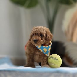 Teddy - Red male Maltipoo puppy in San Diego, California from Maltipoos SD