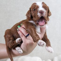 Huckle - Red  male Goldendoodle puppy in Warsaw, Ohio from Lovabledoodles