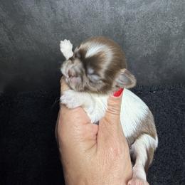 Boy 1 - Liver and white male Shih Tzu puppy in Ocala, Florida from Mimi's Shih-tzus of Ocala