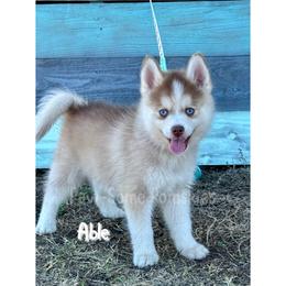 Able - Red and white male Pomsky puppy in Krum, Texas from Paw-Some Pomskies