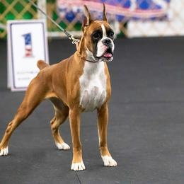 Boxer All Grown Up from Dizara Boxers
