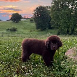 SERVICE DOG potential- NAOMI - Brown female Newfoundland puppy in Brandenburg, Kentucky from Bluegrass River Newfoundlands