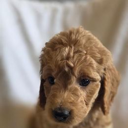 Saturday - Apricot female Goldendoodle puppy in Goldenvalley, Arizona from Sunshine Doodles