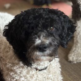 Bernedoodles and Spanish Water Dogs from Shady Banks Kennel