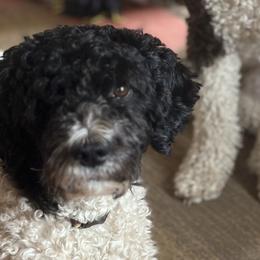 Bernedoodles and Spanish Water Dogs from Shady Banks Kennel