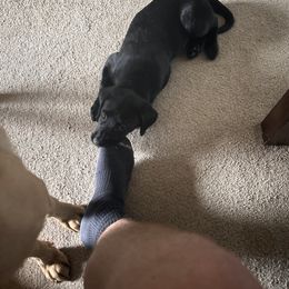 Labrador Retriever Puppies from County Line Gun Dogs