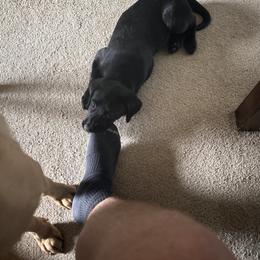 Labrador Retriever Puppies from County Line Gun Dogs