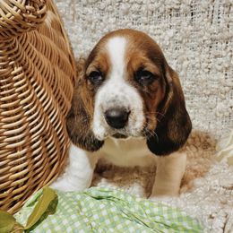 Basset Hounds from Happy Hills Bassets