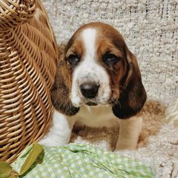Basset Hounds from Happy Hills Bassets