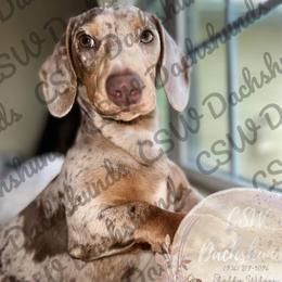 Dachshund Puppies from CSW Dachshunds