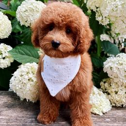 Oliver-Toy Poodle - Red male Companion Cross puppy in Morehead, Kentucky from Paw Perfect Pets