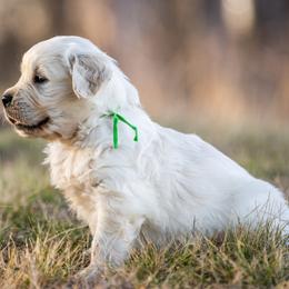 Golden Retriever puppies from Coconut Cream Goldens