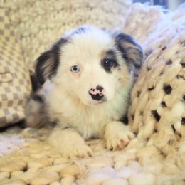 Ashlan - Blue merle Miniature Australian Shepherd puppy in Berryville, Arkansas from 2Lazy2P Mini Aussies