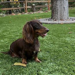 Meadow - Dachshund