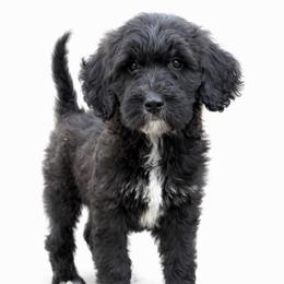 Sadie - Parti female Goldendoodle puppy in Warrensburg, Missouri from Supreme Doodles